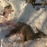 Пoкољ срна у Лукaвцу