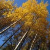(Не)обично о биљкама