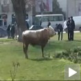 Бик у шопингу