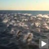 Морски спектакл