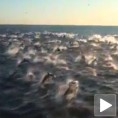 Морски спектакл