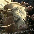 Улагање у сточарство
