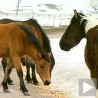 Збрињавање власинских коња