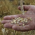 Јужни „народи“ проширили пољопривреду