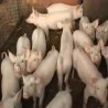 Знање имање у Срему