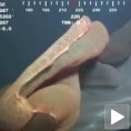 Мистериозно морско чудовиште