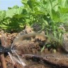 Заливни системи на мети лопова