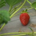Смањен род воћа у Расинском округу