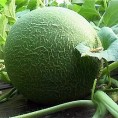 Стижу домаће диње из пластеника