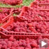 (Не)политички колач од малина