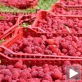 (Не)политички колач од малина