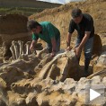 Костолачки мамути, светске звезде