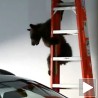 Гаражни медведић акробата