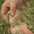 Првa поља хељде у пиротском крају
