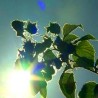 Горки колач од малина