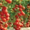 Обрали парадајз по месечини