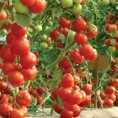 Обрали парадајз по месечини