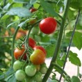 Мање лесковачког парадајза 