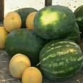 Лубенице никад слађе