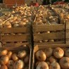 Дани лука у Заплањској Топоници
