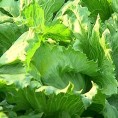 Зелени плодови из Криве Реке