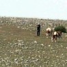Стада без воде и хране 