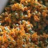 Лековито биље са Озрена