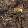 Огледни воћњаци 