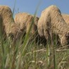 Суша отерала и овце