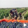 Вршачки Грожђебал