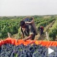 Вршачки Грожђебал