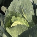 Купус из Глогоња у Хрватској