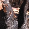 Последице пожара у Заплању