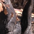 Последице пожара у Заплању