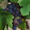 Од злата јабука
