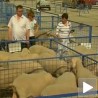 Подстицаји сточарима