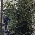 Штитили водове, уништили дрвеће