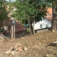 Вукови поклали овце у Гаглову