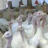 Златни ћуран без пернатих рођака