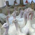 Златни ћуран без пернатих рођака