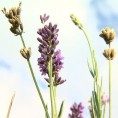 Исплатива производња лаванде
