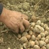 Зашто је поскупео кромпир