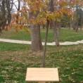Обележимо и сачувајмо стабла