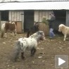Почео свињокољ у Банату