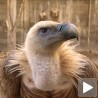 Први суп који је летео авионом