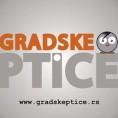 Градске птице