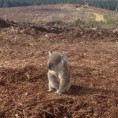 Где је мој дом?
