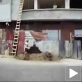 Тарзан у бетонској џунгли