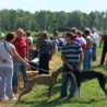 Сасвим природно: Брзи хртови Босне