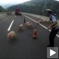 Прасећа (не)срећа